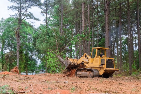 Trees Clearing in Round Rock
