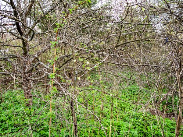 Underbrush Clearing in Round Rock