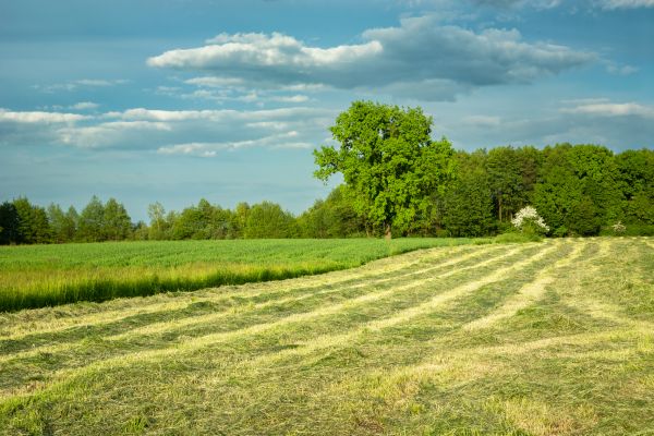 Cost of Vegetation Removal in Round Rock