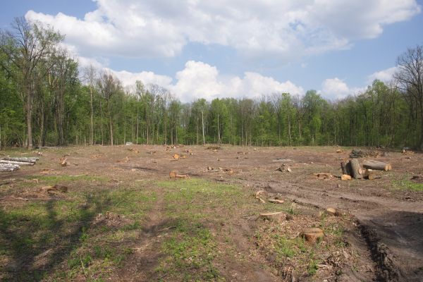 Cost of Pasture Clearing in Round Rock