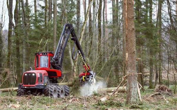 Cost of Forest Clearance Service in Round Rock