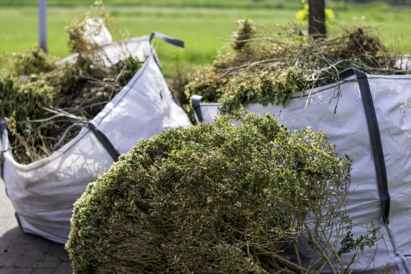 Cost of Bushes Clearing in Round Rock