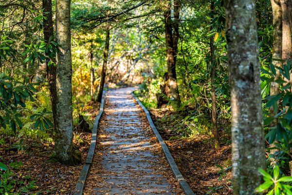 Cost of Trail Clearing in Round Rock