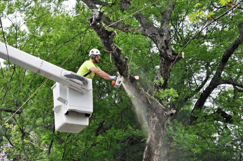 Expert Tree Removal